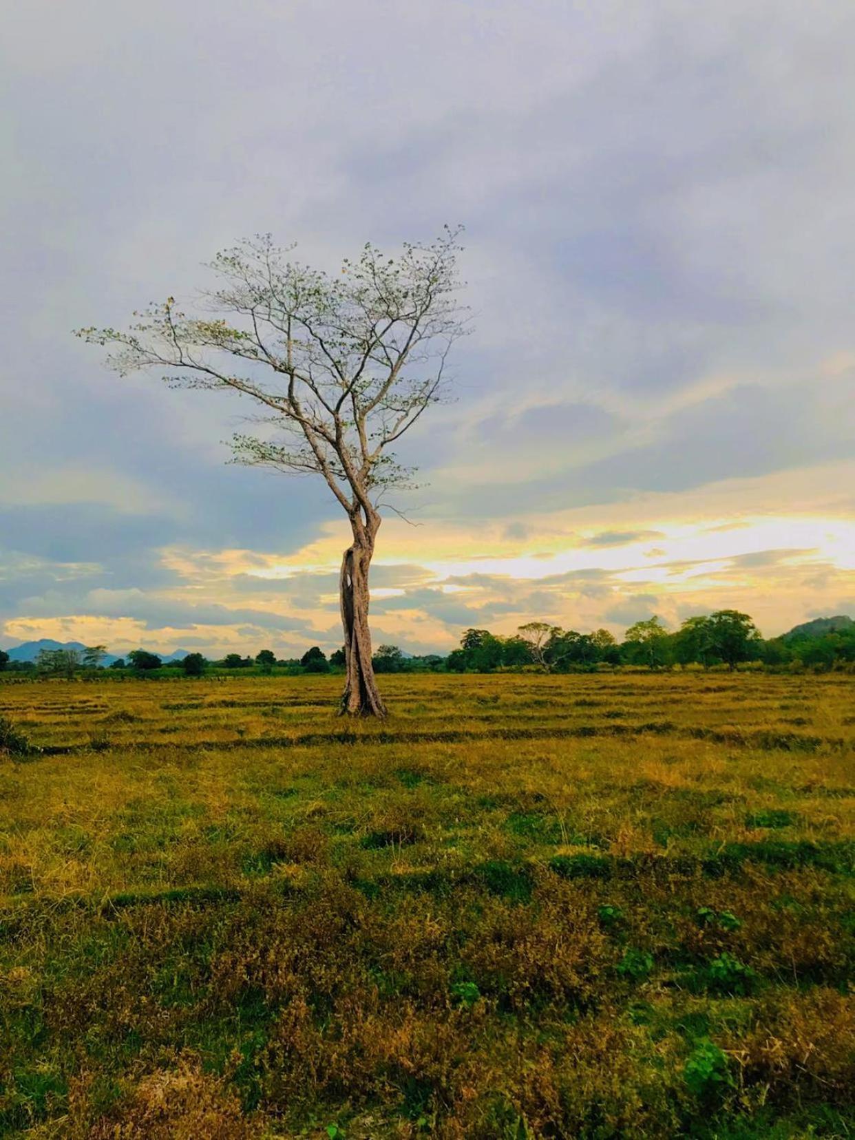Ceylon Breeze Sigiriya Hotel Ngoại thất bức ảnh